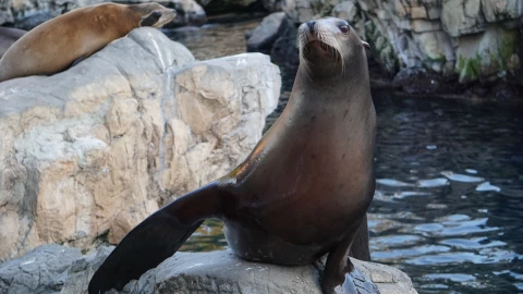 Leones marinos en su hábitat.