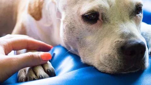 La infección por Babesia canis es más grave en perros jóvenes que en adultos