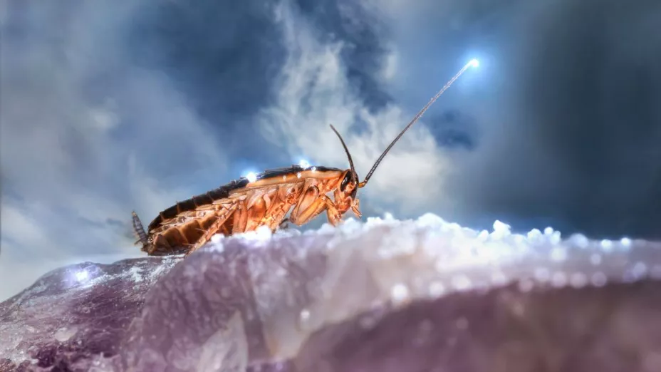 ¿Cuáles son los olores que atraen a las súper cucarachas?