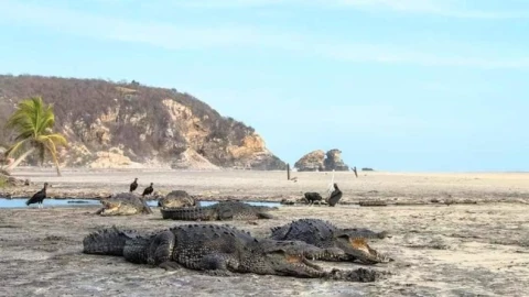 cocodrilos-oaxaca.jpg