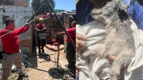 Así rescataron a un perro que cayó a pozo en Cholula; estaba atrapado desde la madrugada