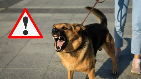 Expertos explican cómo actuar tras un ataque canino, sea de mascota o callejero
