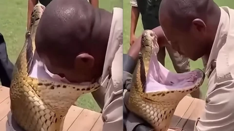 víbora devora cabeza