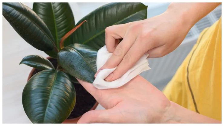 ficus