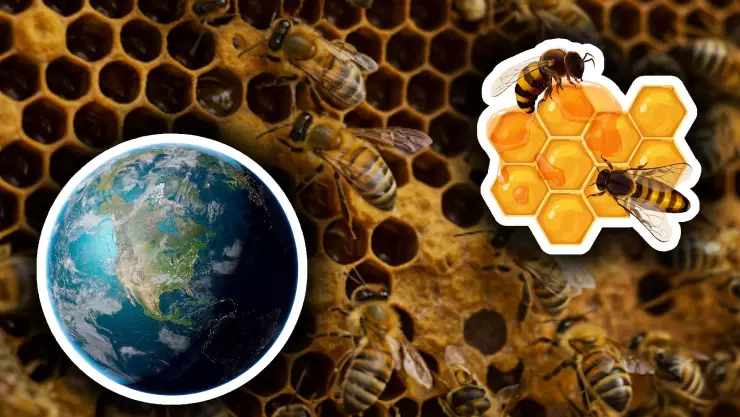 Importancia de las abejas para el planeta: Tipos de abejas en México y cómo cuidarlas