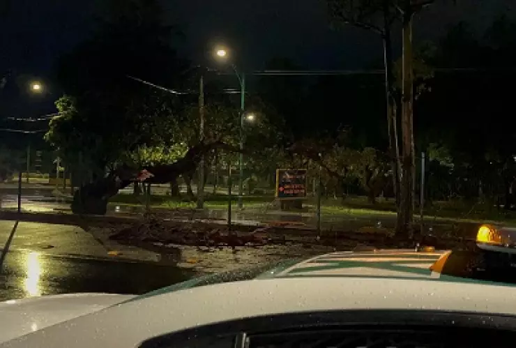 ARBOL CAÍDO INSURGENTES TORMENTA.jpg