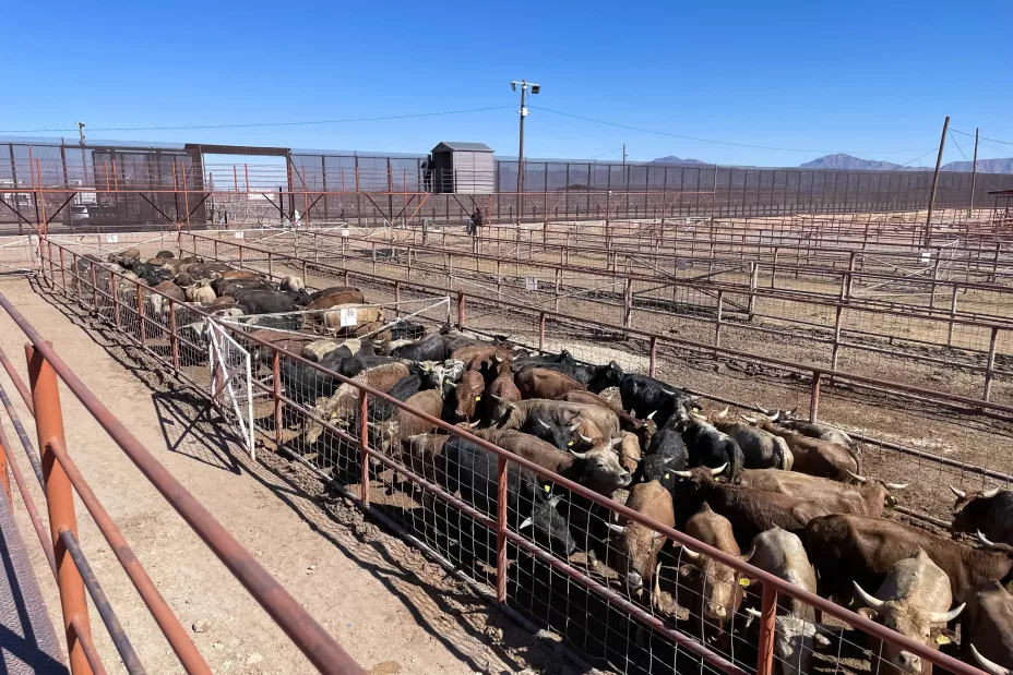 Agricultura 26 de mayo 2025.jpeg