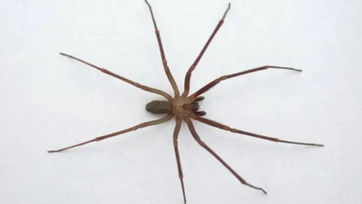 Inicia temporada de araña violinista en México