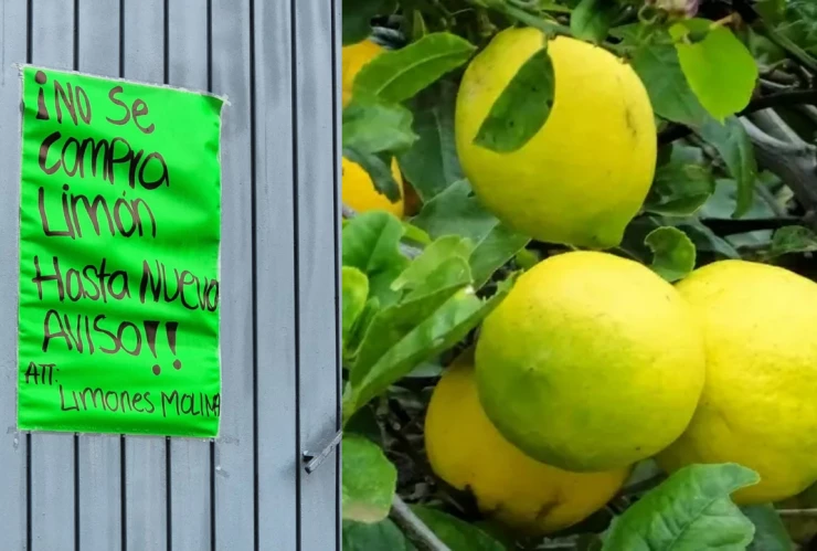 Limoneros suspenden actividades_ Exigen mayor seguridad en Buenavista, Michoacán