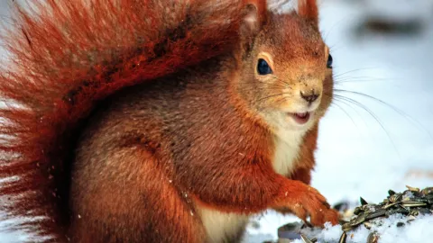 Ardillas nueces auto