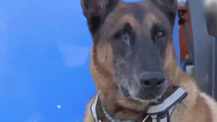 perrito otis adoptado paso huracan