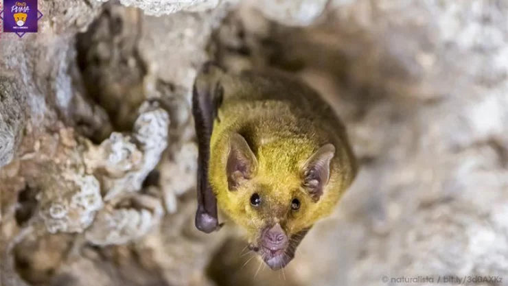 murcielagos-nariz-larga-unam