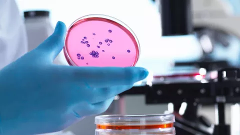 Descubren bacteria congelada