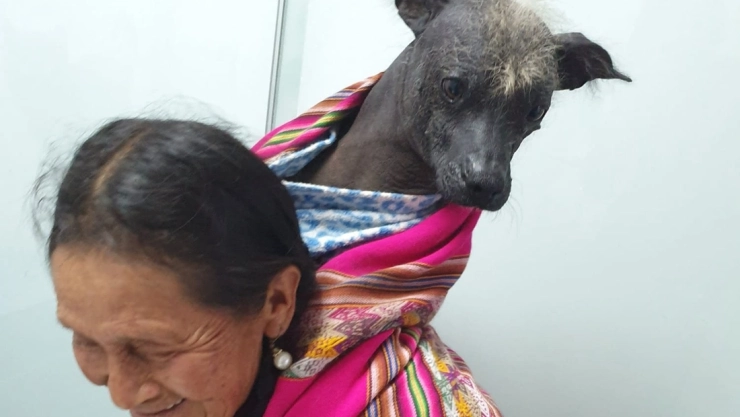 abuela perrito veterinario.jpg