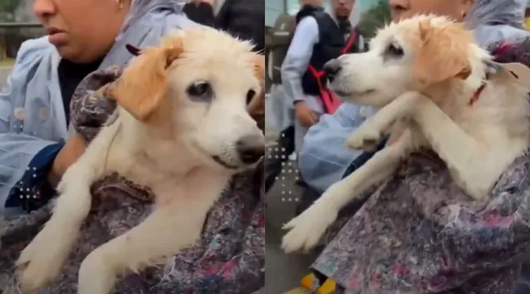 perrito-rescatado-inundacion-brasil-sigue-nadando.jpg