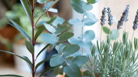 Ahuyentar mosquitos patio