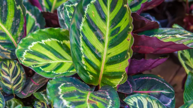 plantas