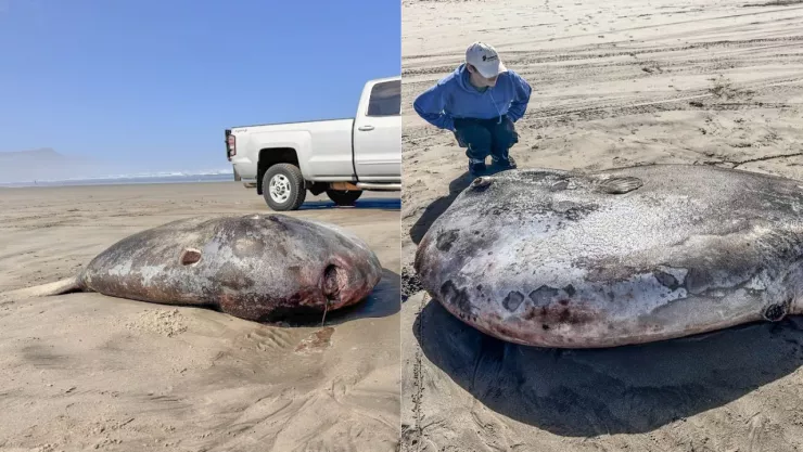 pez-luna-embaucador-2-metros-llega-a-una-playa-oregon.jpg