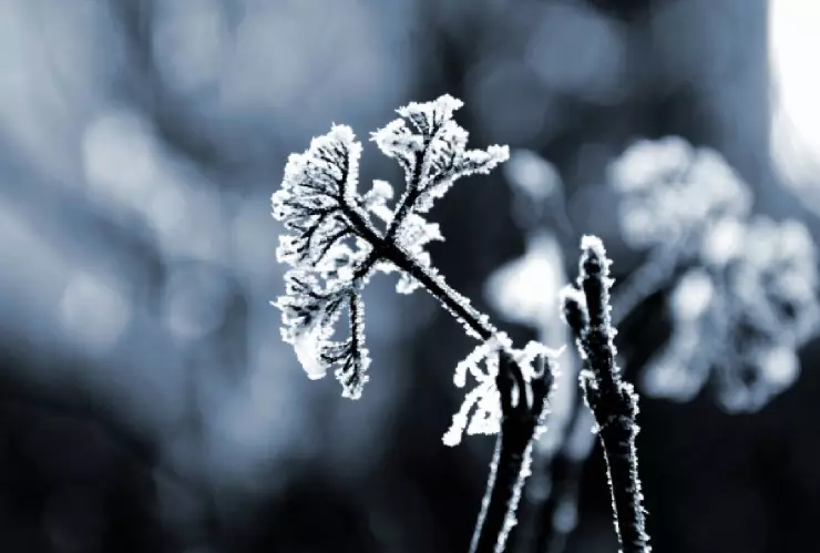 Clima hoy en Yucatán 15 de diciembre de 2024_ La heladez seguirá presente en las próximas horas y dejará afectaciones