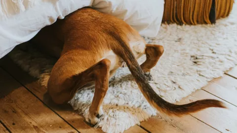 Caricias y masajes pueden relajar a los perritos