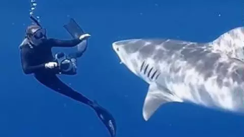 Tiktoker explica cómo evitar ataque de tiburón en vivo.JPG.jpg