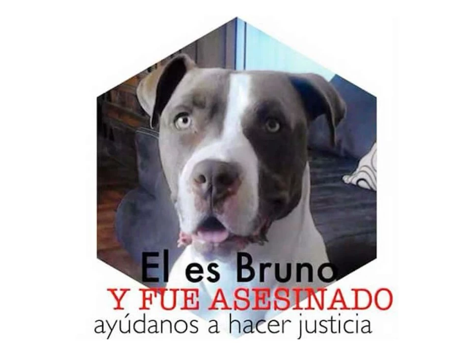 El dueño de “Bruno” detalló que mientras paseaban un pastor alemán atacó a “Bruno”, el dueño del pastor alemán apuñaló a “Bruno” 6 veces para separarlos.