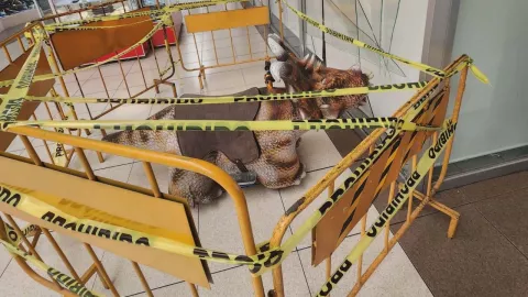 FOTO | Dinosaurio choca contra un vidrio y casi lo destruye al interior de una plaza en Guadalajara