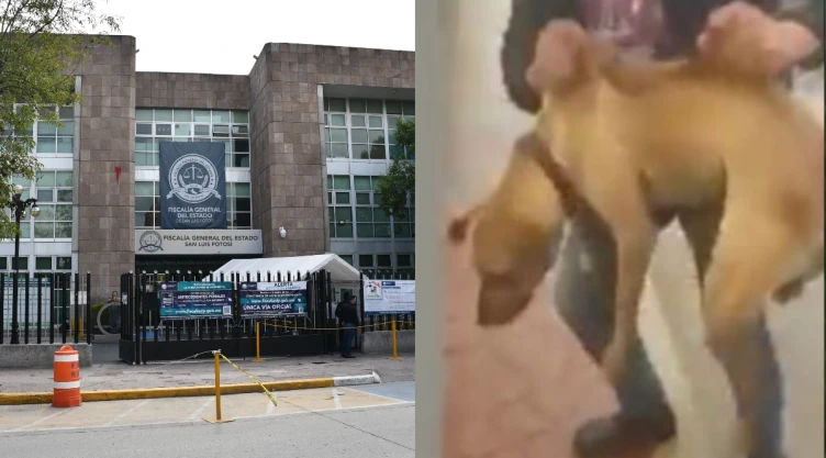 perro San Luis Potosí.jpg