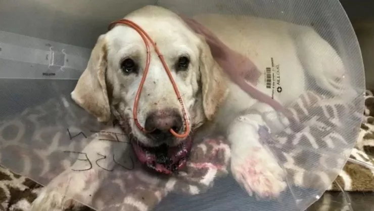 Perrito, serpiente.jpg