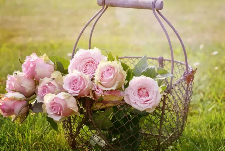 ¡Cuidado! ¿Por qué las rosas pueden ser peligrosas para las personas? Te contamos