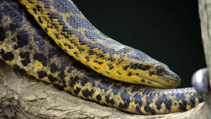 Serpiente se come a mujer en Indonesia