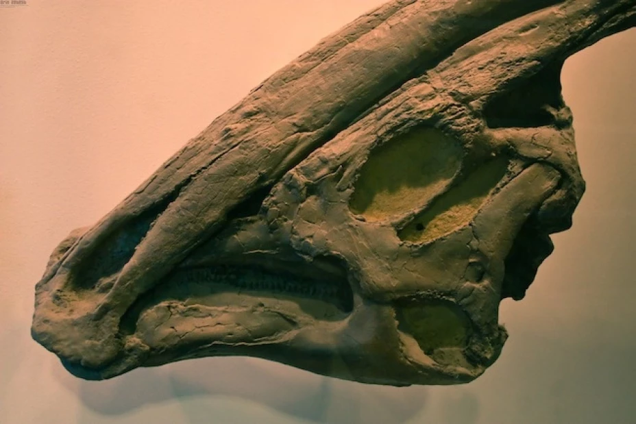 El hadrosaurio vivió en General Cepeda y Ramos Arizpe hace 75 millones de años aproximadamente