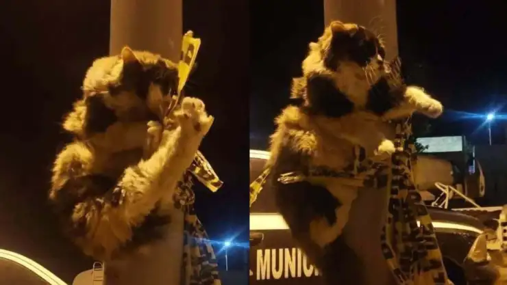 gato amarrado poste policias baja california.jpg
