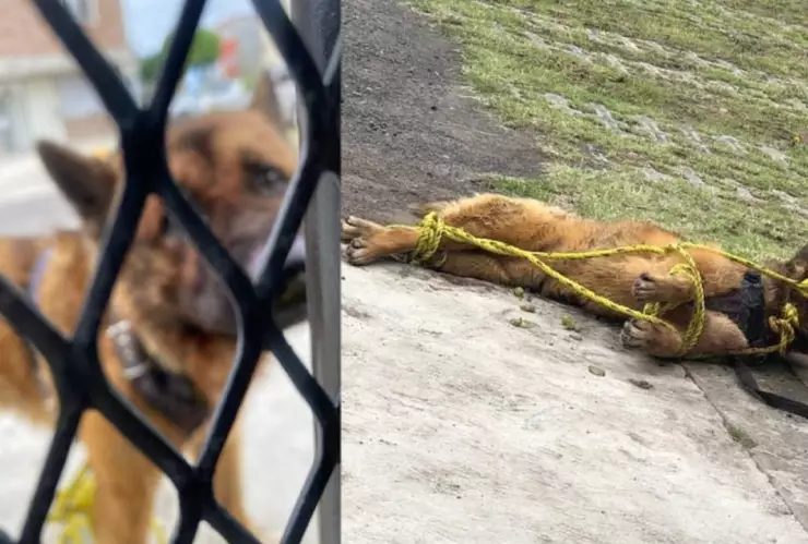 VIDEO: Vecinos torturan y matan a perro guía por entrar a una privada