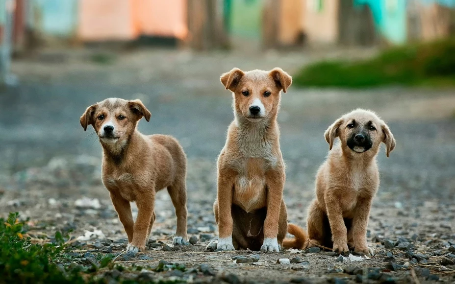 Día Mundial del Perro y la importancia del abandono en México.jpg