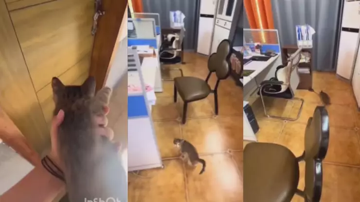 VIDEO Gran idea Mujer recluta a gato callejero para cazar a un rata