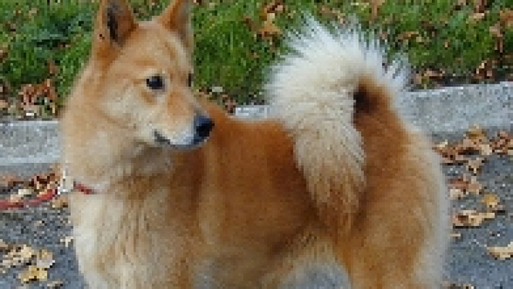 perro