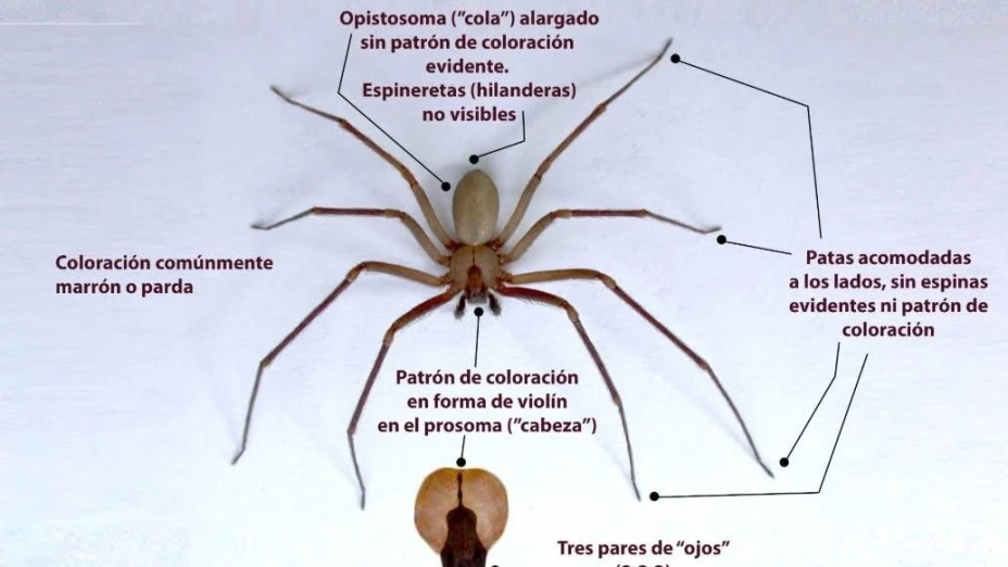 Inicia la temporada de araña violinista en Yucatán y así puedes identificarla; ¿son peligrosas?