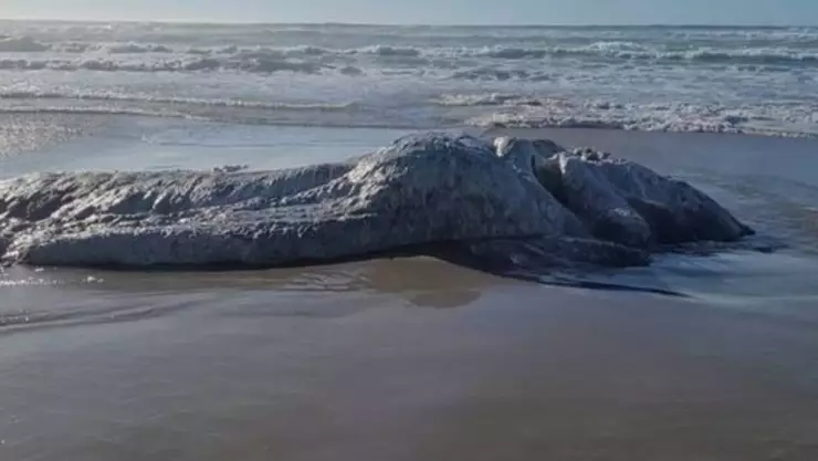 Criatura marina salió del océano tras un terremoto y asombra a la ciencia
