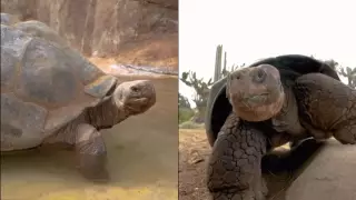 Tortuga de Zoo San Diego