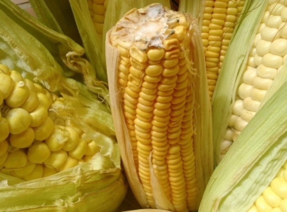 Feria internacional del maiz