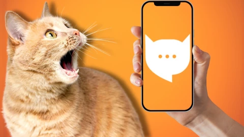 App que traduce los maullidos de los michis