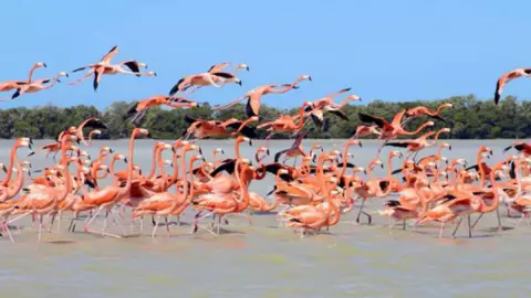 Reserva de los Flamingos en Yucatán_ ¿Cómo llegar desde Mérida en menos de 2 horas_
