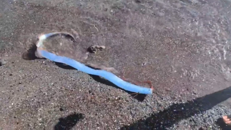 ¿Mal presagio? Pez remo aparece en playa de México: VIDEO