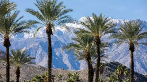 las montañas nevadas y las palmeras icónicas de Palm Springs en California
