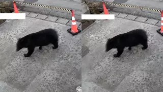 aparición de oso fuera de museo de Japón