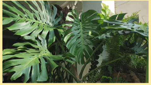 Monstera