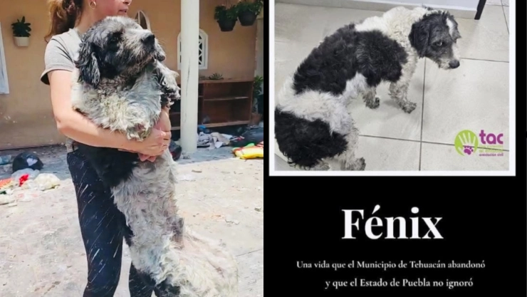 Rescatan-a-fénix-perro-atrapado-en-casa-incendiada-de-Tehuacán
