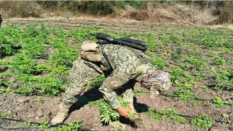 Localizan plantío de marihuana en Los Mezcales, Culiacán