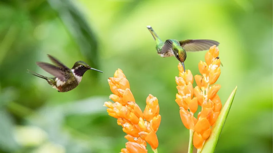 Disfruta de un espectáculo excepcional en el jardín de tu casa gracias a estas plantas.